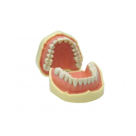 MANDIBULA PARA MODELOS DE ESTUDIO