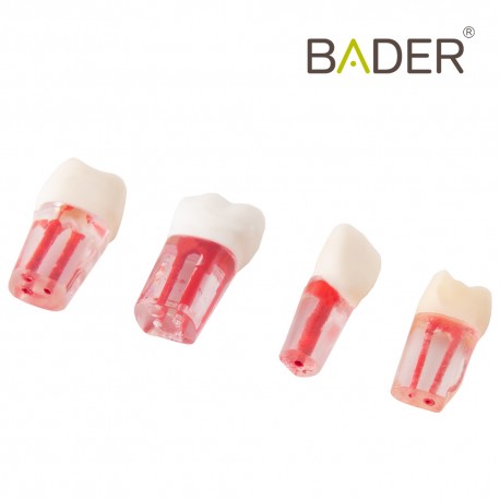 Set de Dientes Transparentes para Endodoncia BADER®️ DENTAL