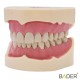 Tipodonto Ana4 BADER® DENTAL