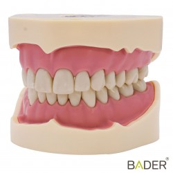 Tipodonto Ana4 BADER® DENTAL