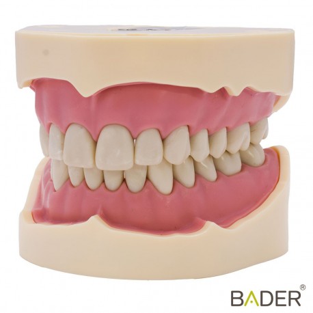 Tipodonto Ana4 BADER® DENTAL