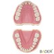 Tipodonto Ana4 BADER® DENTAL