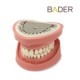 Tipodonto Clónico BADER DENTAL