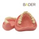 Tipodonto Clónico BADER DENTAL
