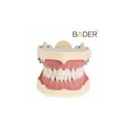 Tipodonto Clónico BADER DENTAL