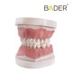 Tipodonto infantil AK6 Bader con PLACA BASE BADER D