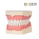 Tipodonto AG3 BADER OFERTA
