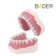 Tipodonto AG3 BADER OFERTA